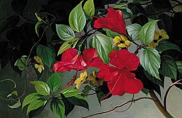 Blomstrende hibiscus,Carl Balsgaard ,1812-1893
