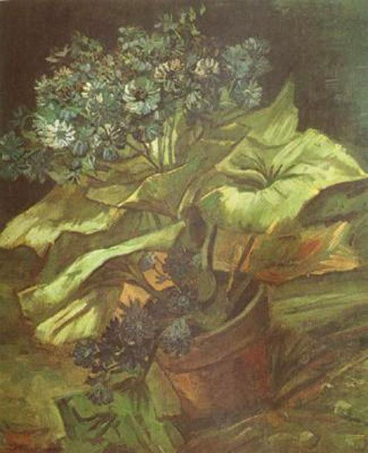 Cineraria in a Flowerpot,Vincent Van Gogh,54.5x46cm