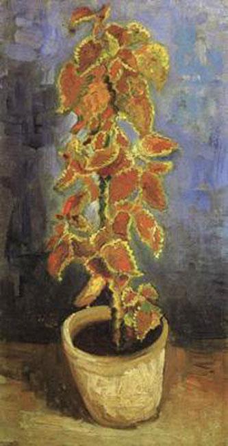 Coleus Plant in a Flowerpot,Vincent Van Gogh,44x22cm