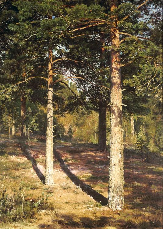 Pine Wood Illuminated by the Sun,Ivan Shishkin,60x40cm