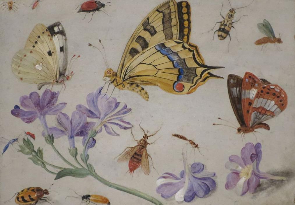 Butterflies, other insects and flowers Jan van Kessel the Elder
