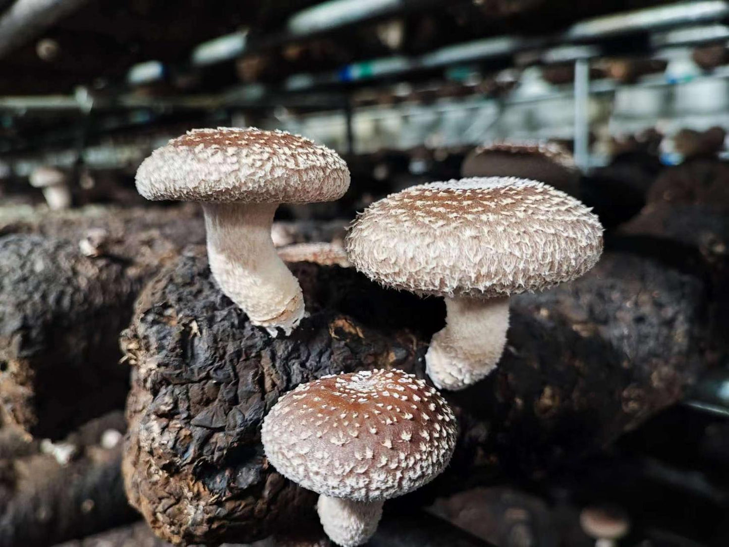 Mushroom kit, an organic shiitake mushroom growing kit