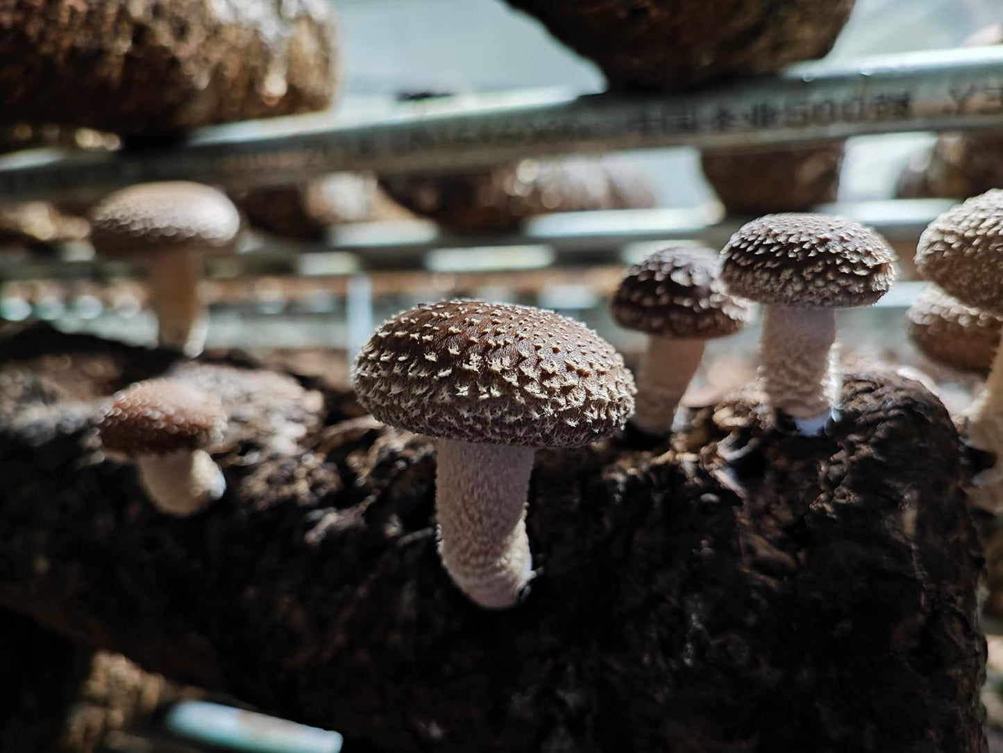 Mushroom kit, an organic shiitake mushroom growing kit