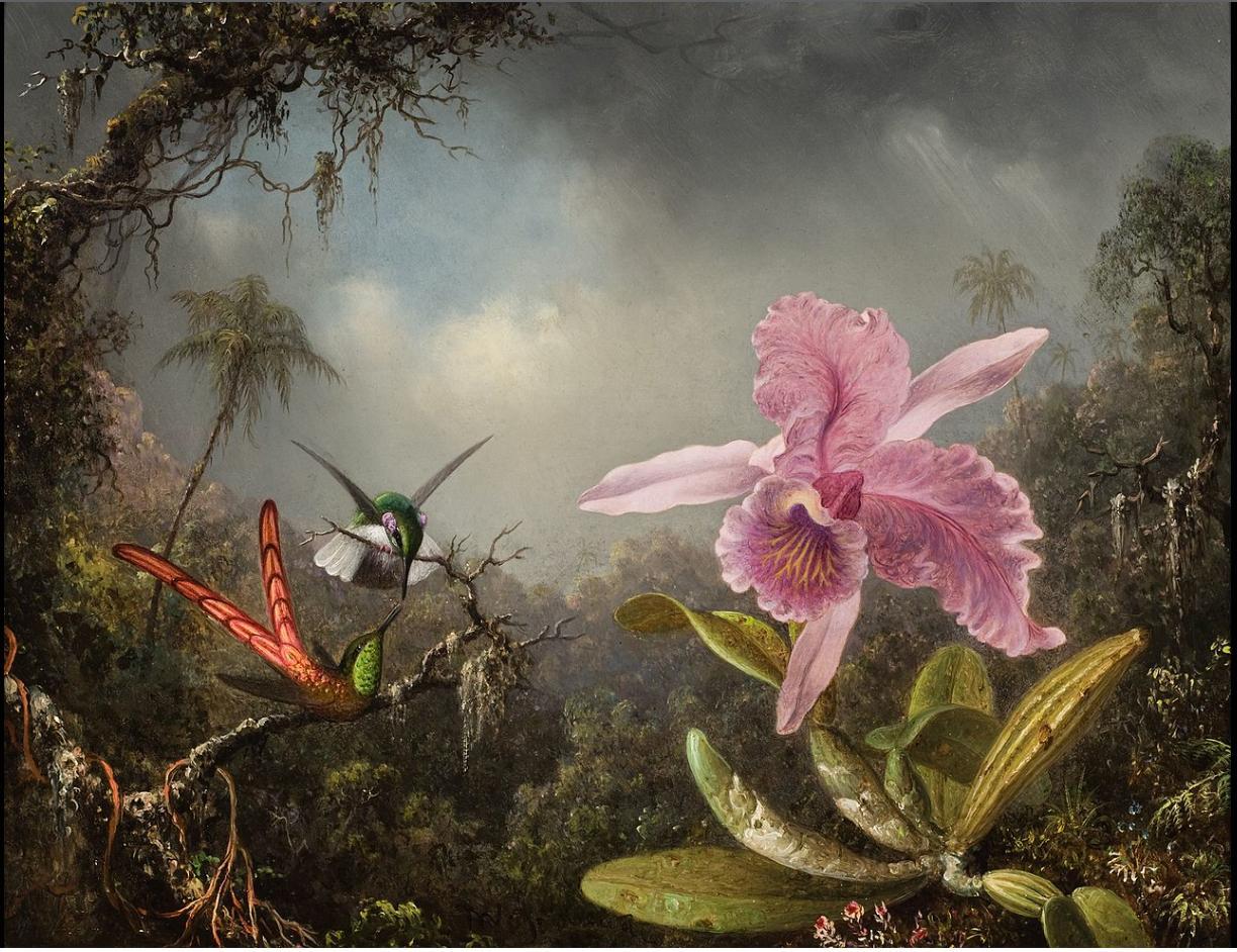 Orchid with Two Hummingbirds, 1871, Martin Johnson Heade