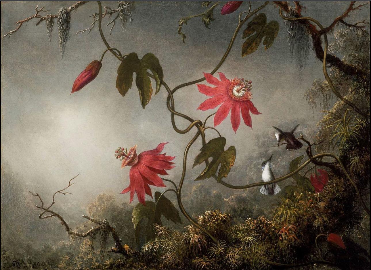 Passion Flowers with Hummingbirds, Martin Johnson Heade