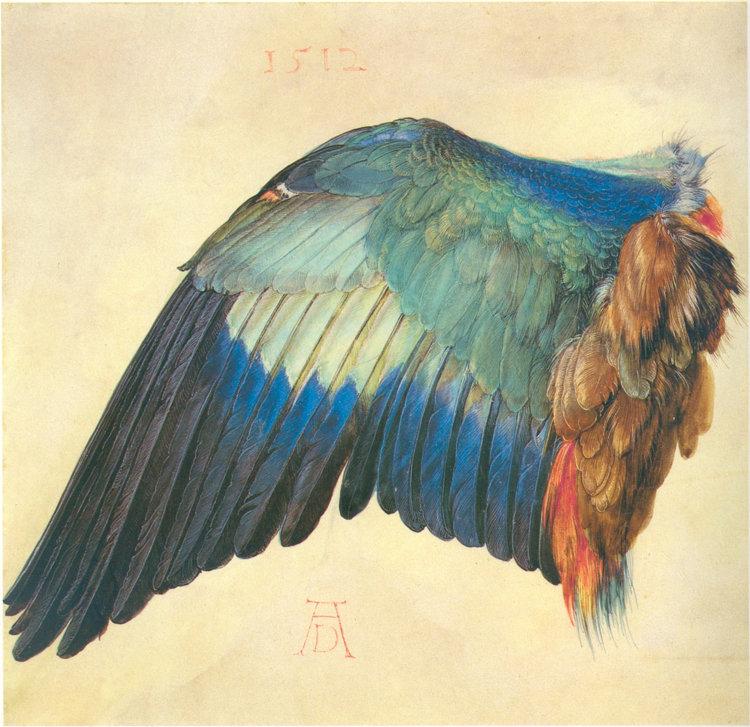 Wing of a Blue Roller,Albrecht Durer,50x48cm